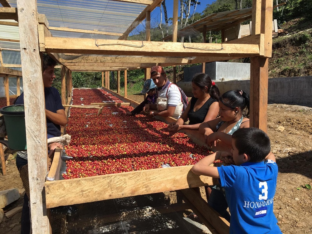 Koffieboeren sorteren koffiebonen op een plantage in Honduras. Collectie Koffie Quin, Assenede.