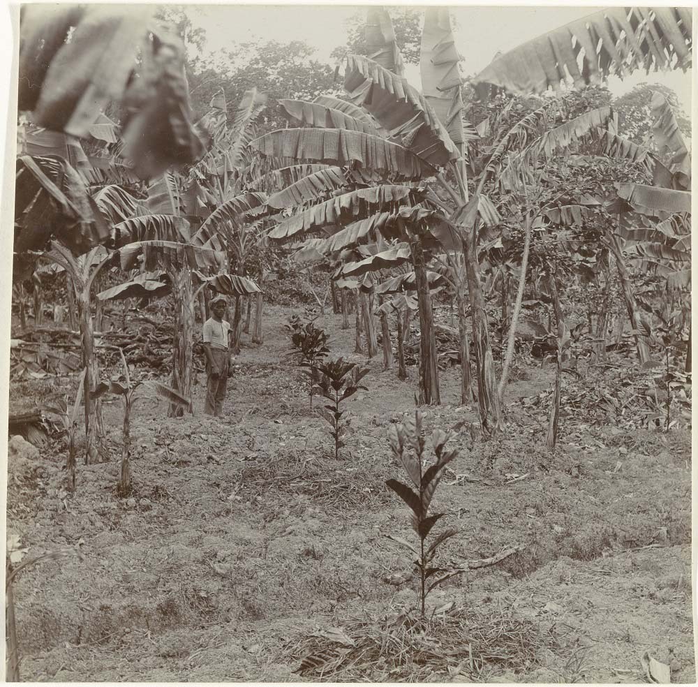 Foto van bananen en koffieplanten op koloniale plantage Johanna-Catharina in Suriname door Theodoor Brouwers, 1911-1932. Rijksmuseum Amsterdam.