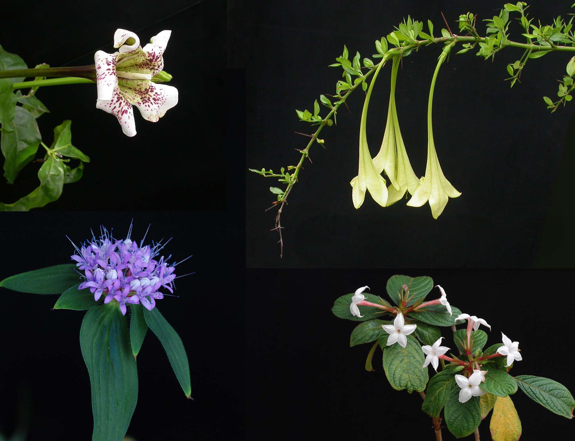 Kleine selectie planten uit de koffiefamilie. Rubiaceae kunnen vele vormen en kleuren aannemen. Agentschap Plantentuin Meise.