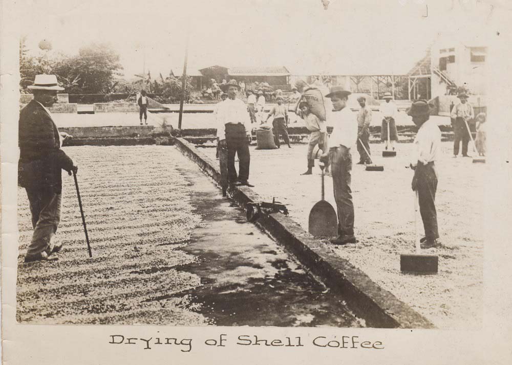 Koffieplukkers laten de koffiebonen drogen in de openlucht op een koffieplantage in Giradot, Colombia, 1930-1960. Collectie koffiebranderij De Witte Zwaan, Eeklo.