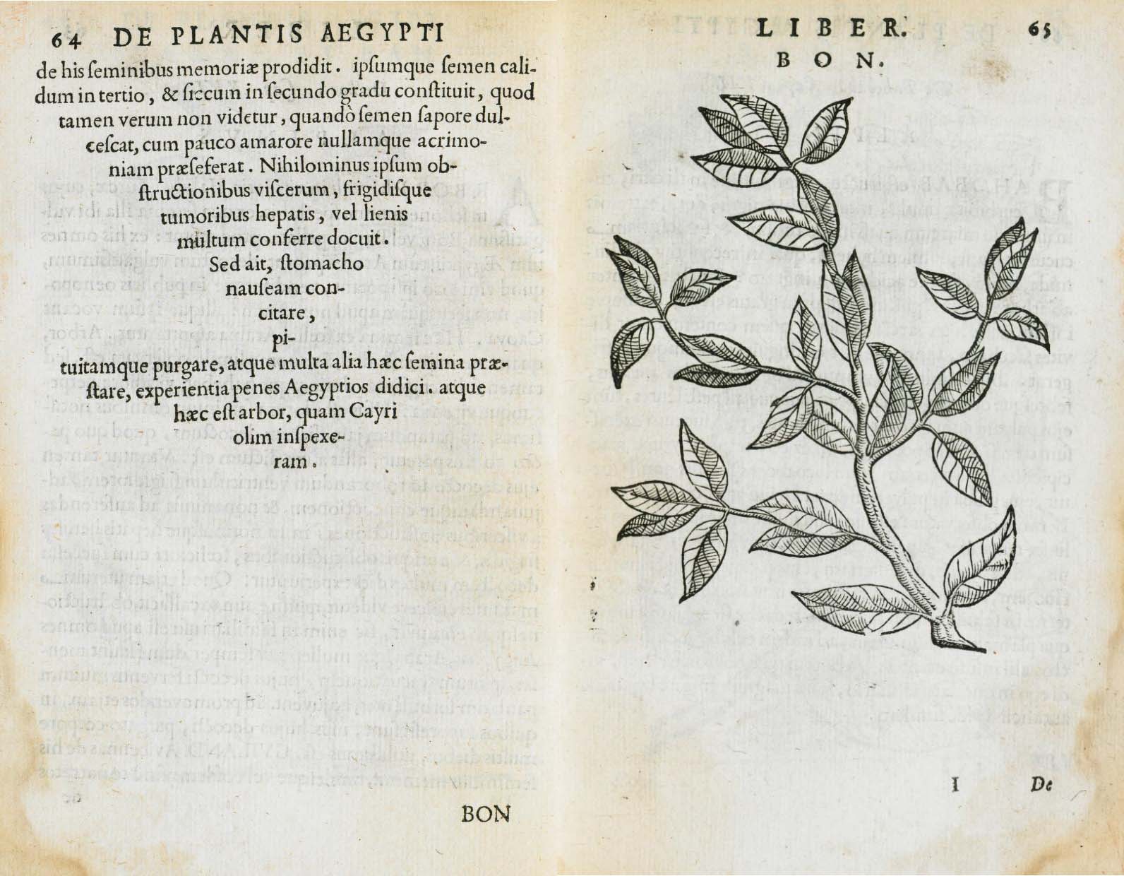 Beschrijving en tekening van de koffieplant door de Venetiaanse arts Prosper Alpinus, 1592. Google Books.