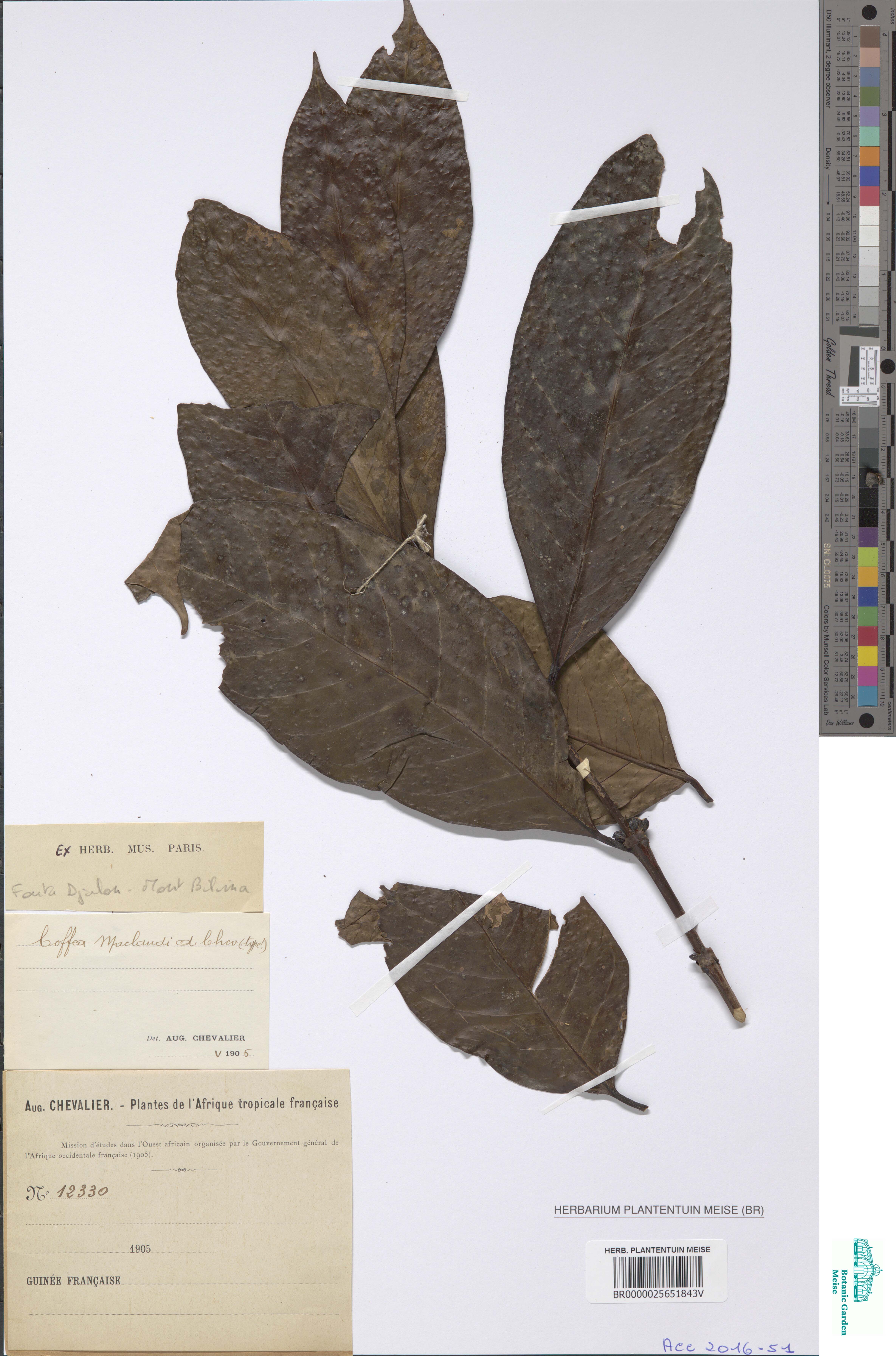 Herbariumspecimen van Coffea canephora uit Guinea, 1905. Agentschap Plantentuin Meise.