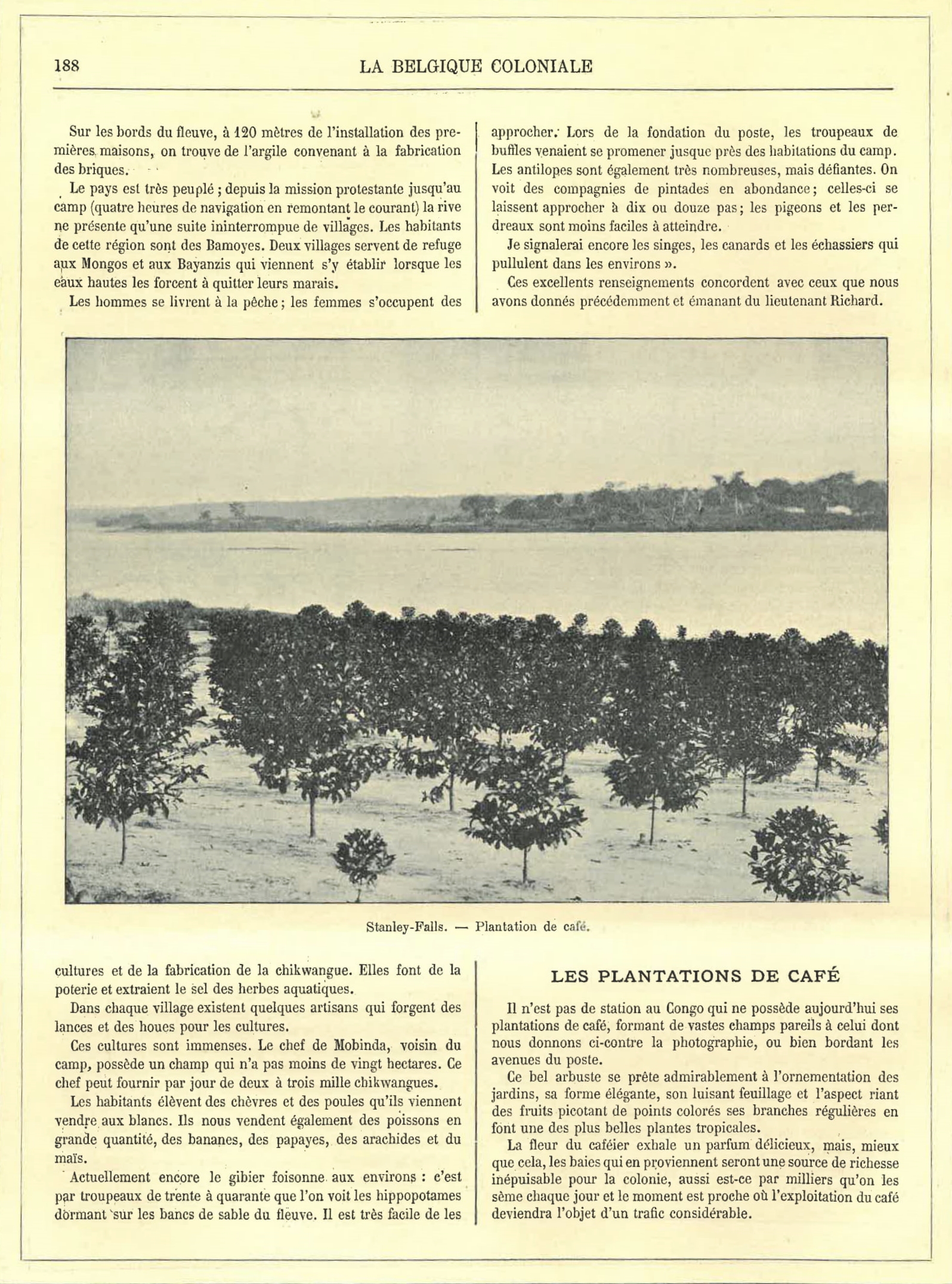 Beeld van een koffieplantage in het tijdschrift La Belgique Coloniale. Collectie Plantentuin Meise.