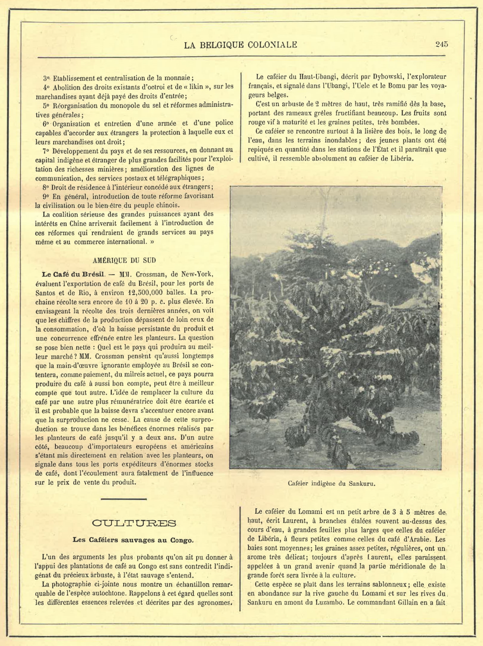 Artikels over Braziliaanse koffie en wilde koffieplanten in Congo in het tijdschrift La Belgique Coloniale, 21 mei 1899, Collectie Plantentuin Meise.