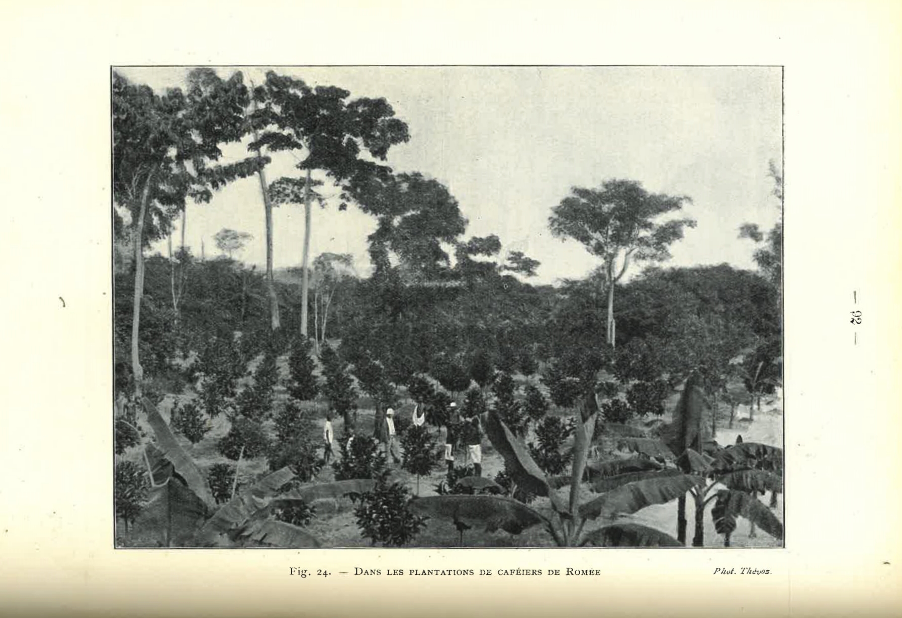  Les Plantes Tropicales de Grande Culture uit 1908. Collectie Plantentuin Meise.