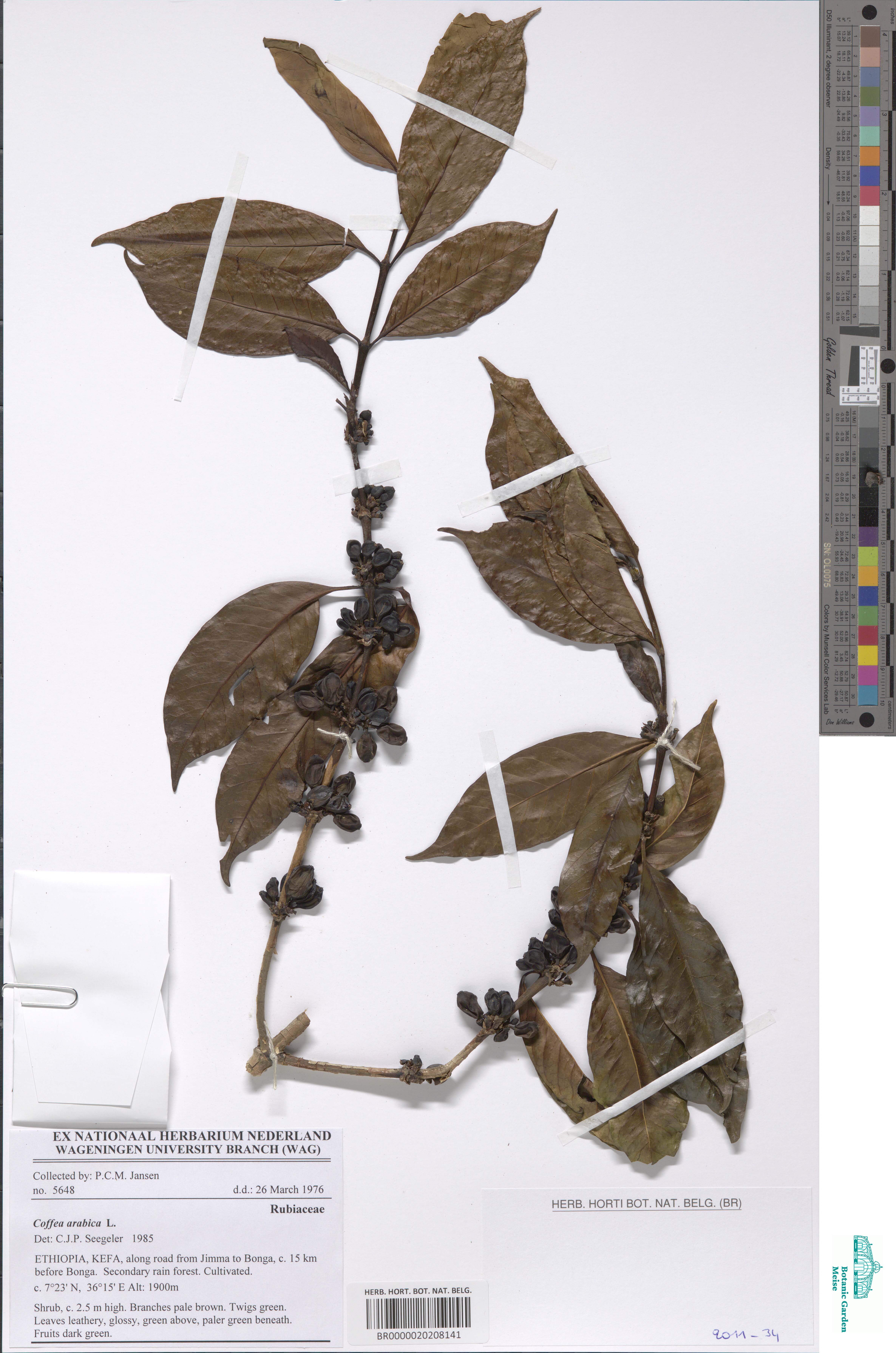 Een herbariumspecimen van Coffea arabica uit Ethiopië (1976). Collectie Herbarium Agentschap Plantentuin Meise.