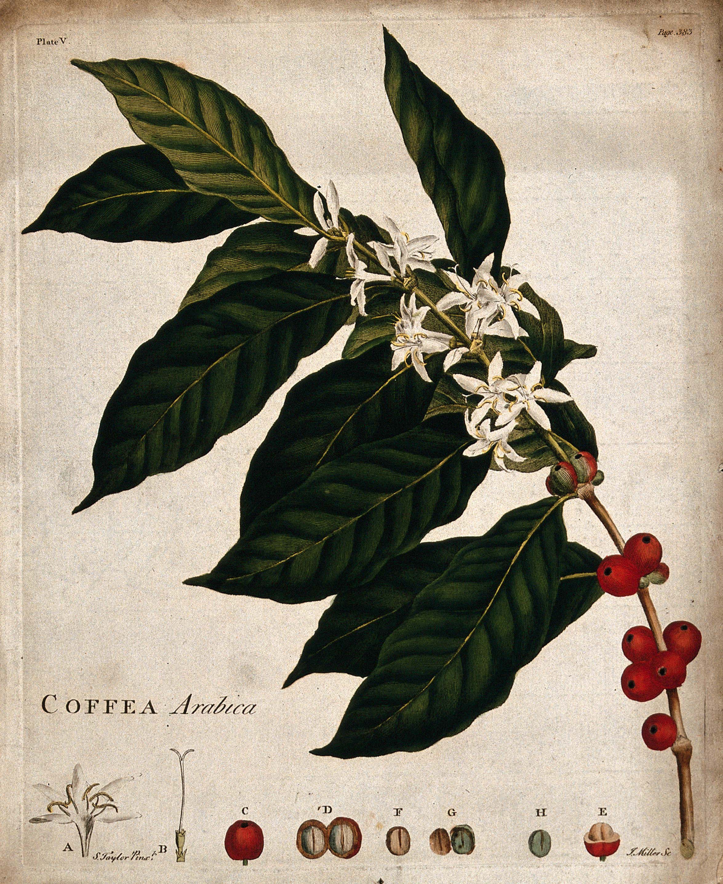  Een botanische tekening van een bloeiende Coffea arabica met koffieboon