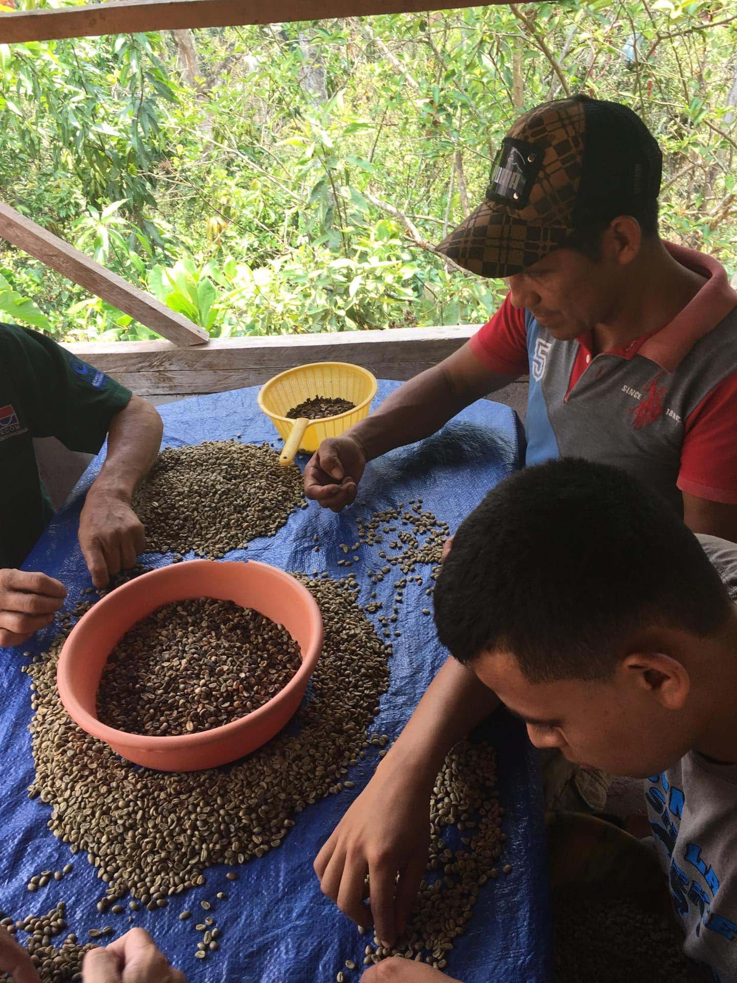 Koffieboeren sorteren koffiebonen op een plantage in Honduras. Collectie Koffie Quin, Assenede.