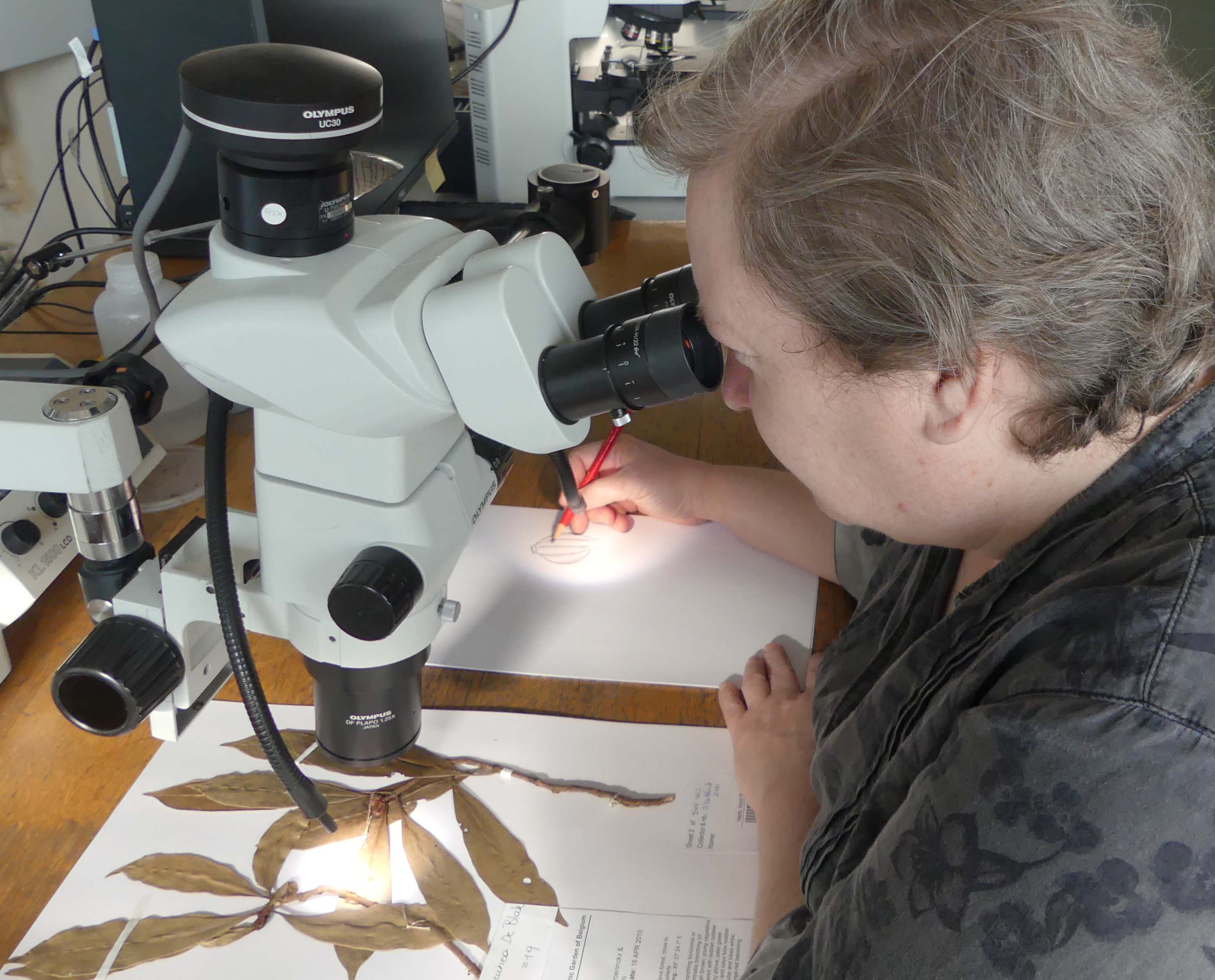 Bij een herbarium specimen wordt een botanische tekening gemaakt met behulp van een microscoop. Agentschap Plantentuin Meise. 